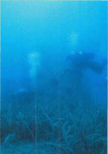 IELTS Reading sample creating artificial reefs