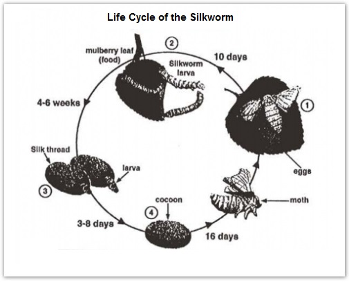The life cycle of the silkworm
