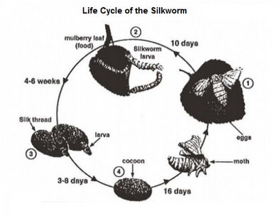 Life cycle of the silkworm