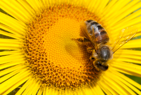 GT reading passage - Understanding Bee Behaviour
