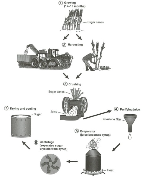 Process for making sugar from sugar cane