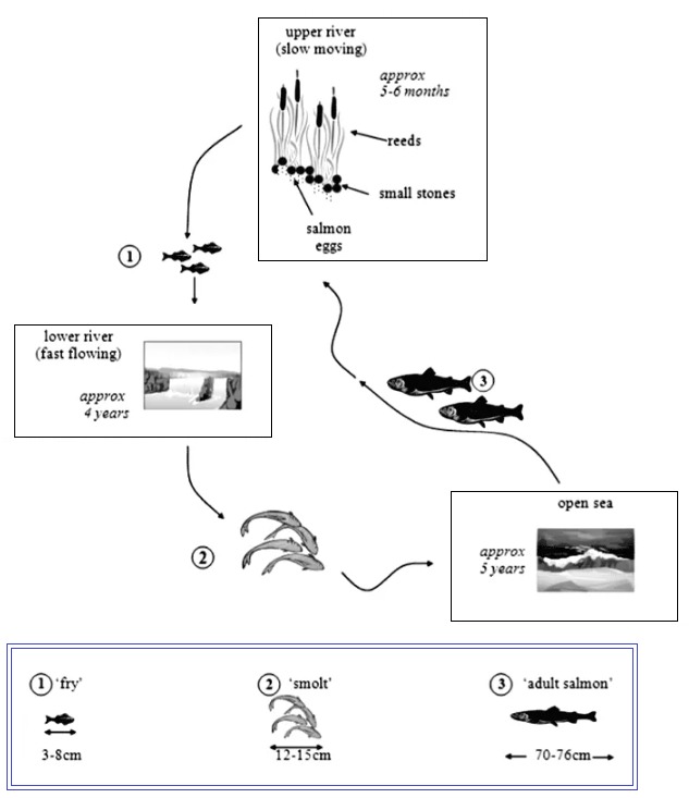 IELTS Graph: life cycle of salmon fish